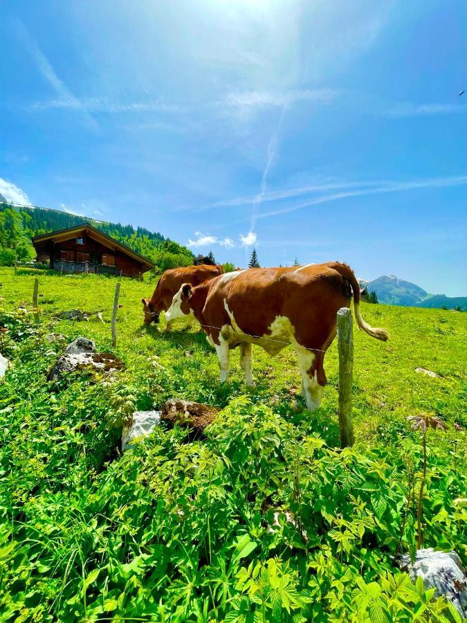 Charmant Chalet Mit See Und Bergsicht Hofstetten bei Brienz Exteriér fotografie